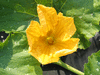 Cucurbita mixta Green striped cushaw; fleurs-M