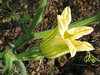 Cucurbita mixta San Juan Pueblo Cushaw; fleurs-F