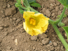 Cucurbita mixta San Juan Pueblo Cushaw; fleurs-F