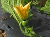 Cucurbita mixta Yoeme Kama; fleurs-F