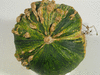 Cucurbita mixta Yoeme Kama; ombilics