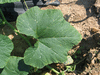 Cucurbita mixta Cushaw golden; feuilles