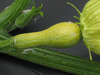 Cucurbita mixta Cushaw tricolor; fleurs-F