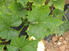 Cucurbita mixta Cushaw tricolor; feuilles