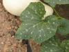 Cucurbita mixta Cushaw white; feuilles