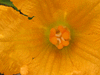 Cucurbita mixta Hopi vatnga; fleurs-F