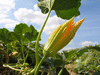 Cucurbita mixta San Pedro Ha:l; fleurs-M