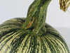 Cucurbita mixta Mexican Xtop; pedoncules