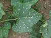 Cucurbita mixta Mexican Xtop; feuilles