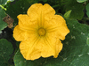 Cucurbita mixta Mexican Xtop; fleurs-M