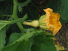 Cucurbita mixta Cushaw orange; fleurs-F