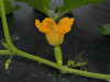Cucurbita mixta Cochiti pueblo; fleurs-F