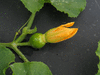 Cucurbita mixta Cochiti pueblo; fleurs-F