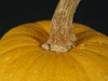 Cucurbita mixta Cochiti pueblo; pedoncules