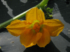 Cucurbita mixta Cochiti pueblo; fleurs-F