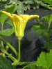 Cucurbita mixta Pueblo Indian cushaw; fleurs-M