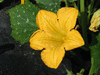 Cucurbita mixta Mexican wild green; fleurs-M