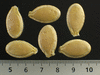 Cucurbita mixta Hopi Taos; graines