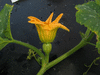 Cucurbita mixta Fortna white pumpkin; fleurs-F