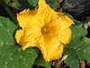 Cucurbita mixta Fortna white pumpkin; fleurs-M