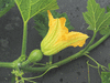 Cucurbita mixta Pima bajo segualca; fleurs-F