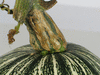 Cucurbita mixta Pima bajo segualca; pedoncules