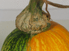 Cucurbita mixta Calabasa de las aguas; pedoncules