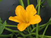 Cucurbita mixta Tohono o'odham