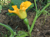 Cucurbita mixta Tohono o'odham
