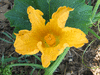 Cucurbita mixta Tohono o'odham