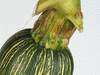 Cucurbita mixta Tohono o'odham