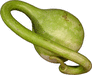 Long Dipper Gourd