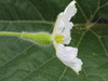 Lagenaria siceraria Long Dipper Gourd; fleurs-F