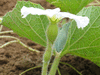 Lagenaria siceraria Bouteille; fleurs-F