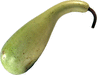 Lagenaria siceraria Calabash gourd (poire  poudre); fruits