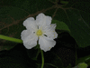 Lagenaria siceraria Calabash gourd (poire  poudre); fleurs-F