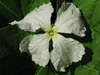 Lagenaria siceraria Cucuzzi; fleurs-M