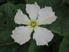Lagenaria siceraria Apple; fleurs-M