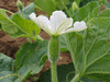 Lagenaria siceraria Apple; fleurs-F