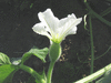 Lagenaria siceraria Bushel gourd; fleurs-F