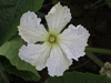 Lagenaria siceraria Marenka; fleurs-M