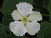 Lagenaria siceraria Plate de Corse; fleurs-M