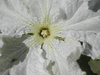 Lagenaria siceraria Verruqueuse de lile Maurice; fleurs-M