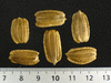 Lagenaria siceraria Verruqueuse de lile Maurice; graines