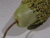 Lagenaria siceraria Verruqueuse de lile Maurice; pedoncules