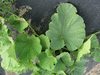 Lagenaria siceraria Verruqueuse de lile Maurice; feuilles