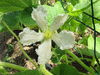 Lagenaria siceraria Verruqueuse de lile Maurice; fleurs-F