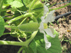 Lagenaria siceraria Verruqueuse de lile Maurice; fleurs-F