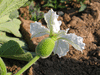 Lagenaria siceraria Bule gourd; fleurs-F