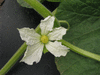 Lagenaria siceraria Bule gourd; fleurs-F